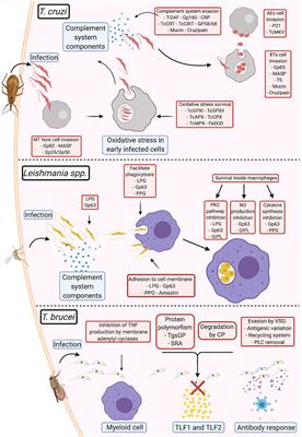 Comparative Analysis of Virulence Mechanisms of Trypanosomatids Pathogenic to Humans